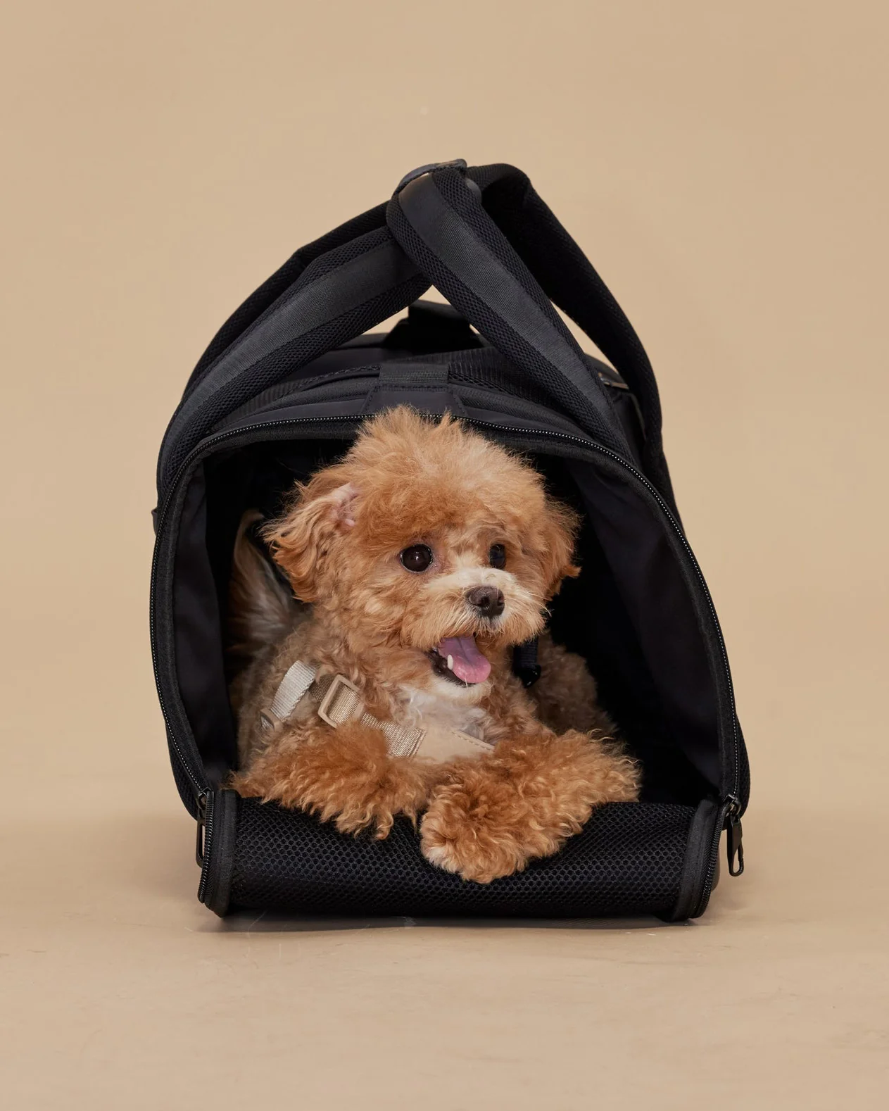 Welcome Aboard Travel Carrier in Black - Image 3
