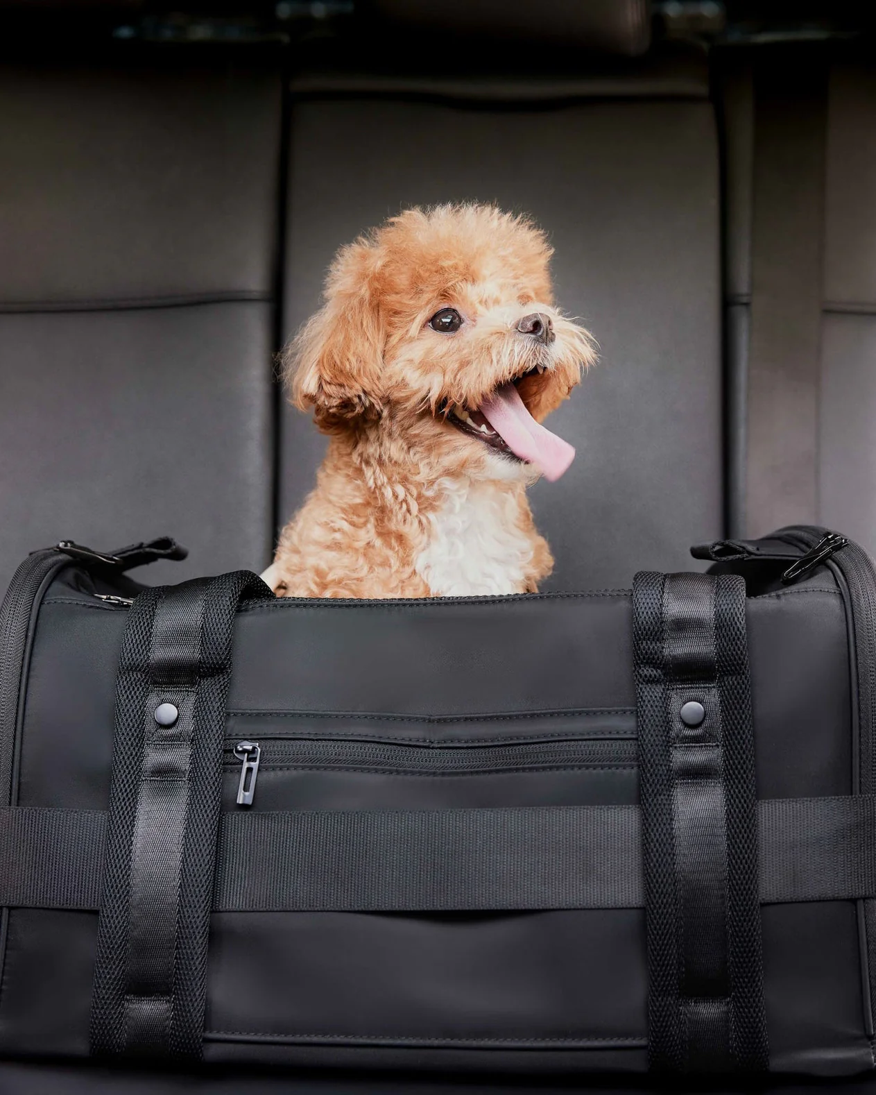 Welcome Aboard Travel Carrier in Black - Image 5
