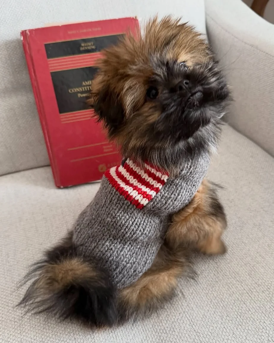 Red, White + Woof American Flag Dog Sweater - Image 6