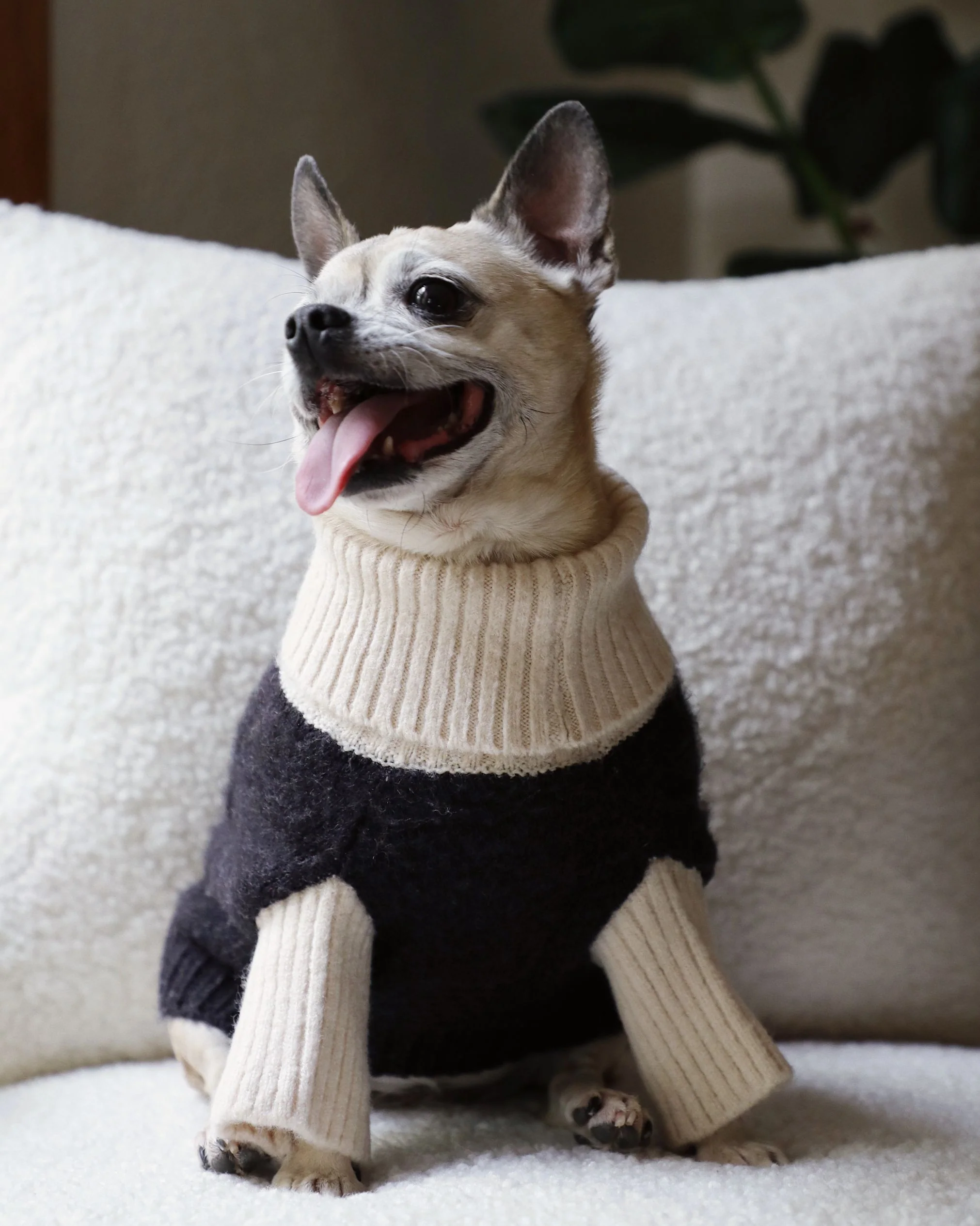 Felix Black + Ivory Dog Sweater - Image 7