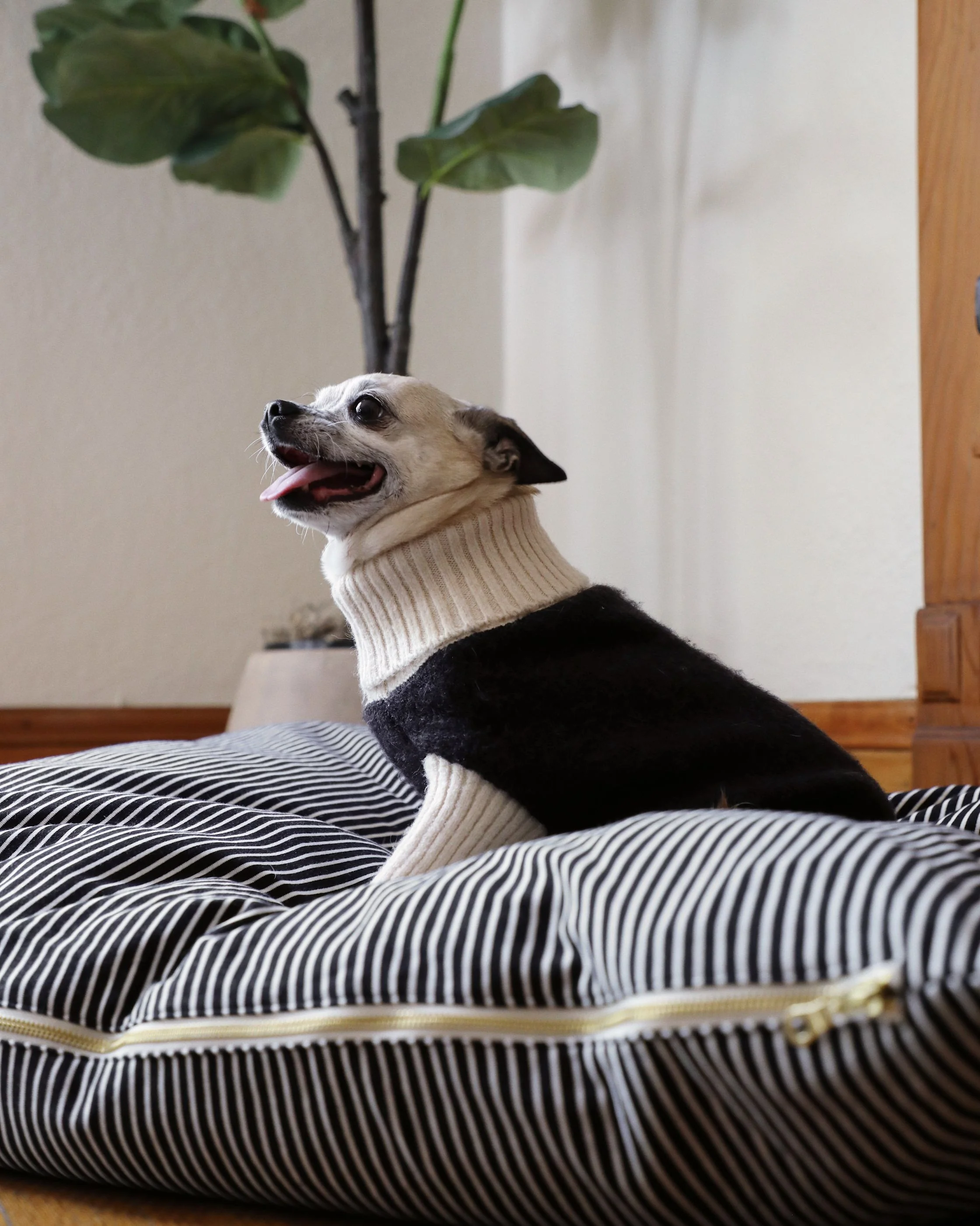 Felix Black + Ivory Dog Sweater - Image 9