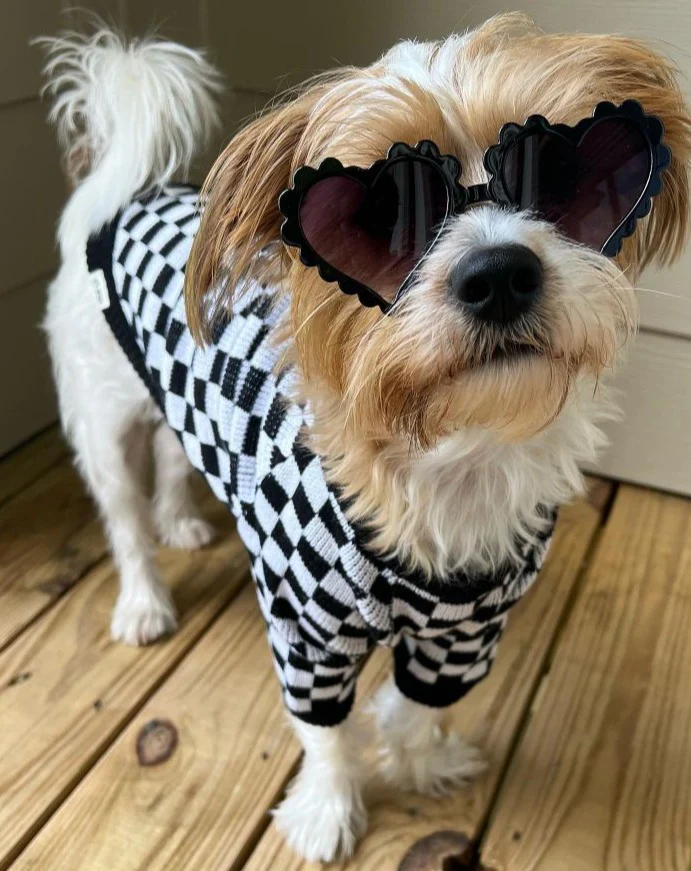 Arlo Black Check Dog Sweater - Image 10