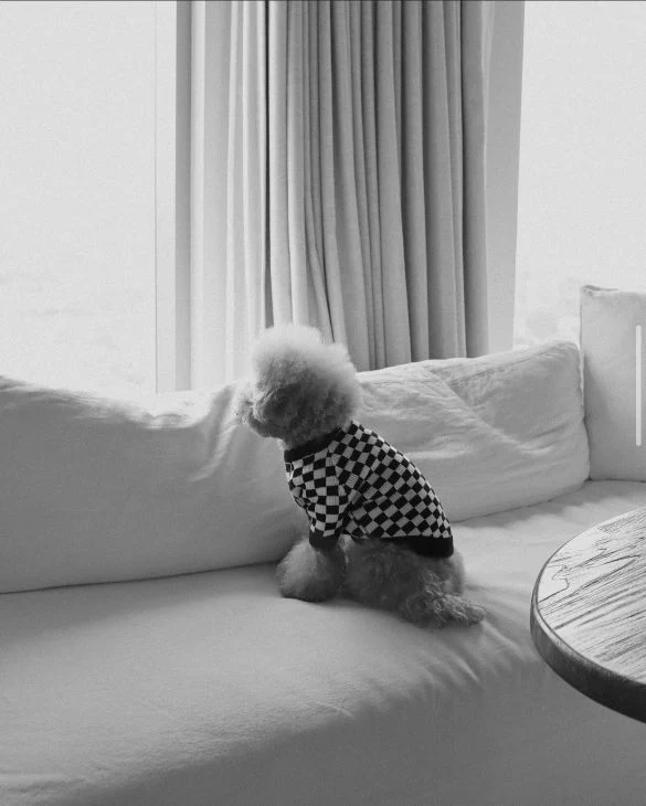 Arlo Black Check Dog Sweater - Image 9