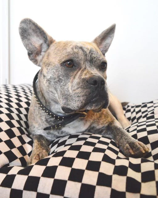 Best in Show Check Dog Bed - Image 8