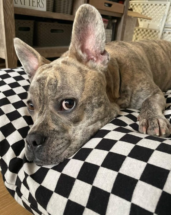 Best in Show Check Dog Bed - Image 9
