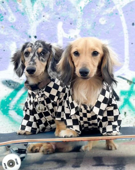 Ryder Black Check Dog Shirt - Image 10