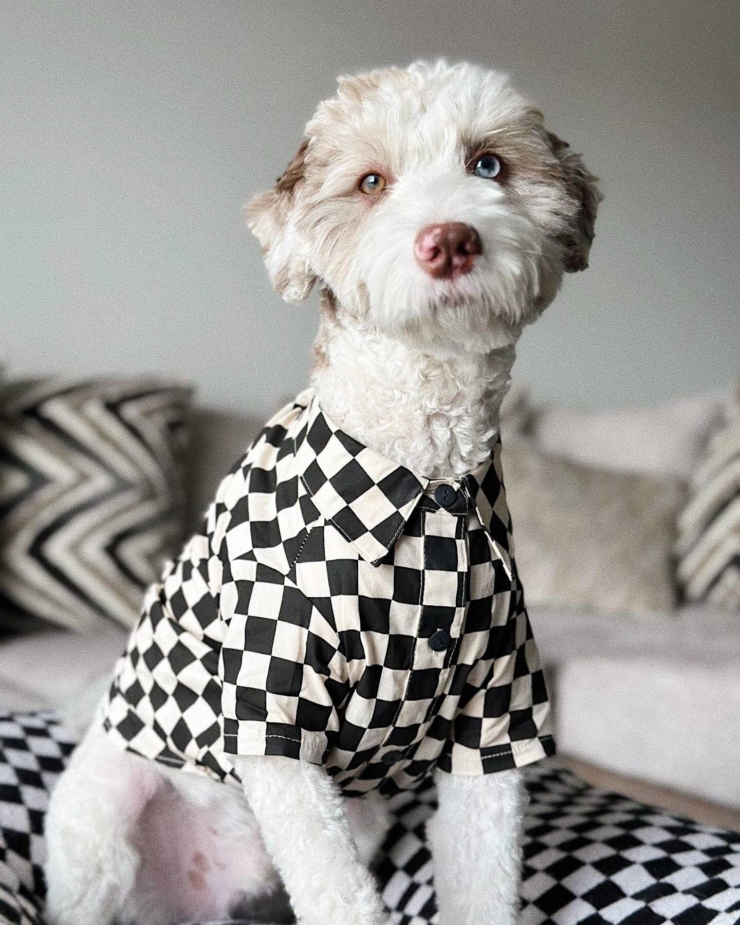 Ryder Black Check Dog Shirt - Image 11
