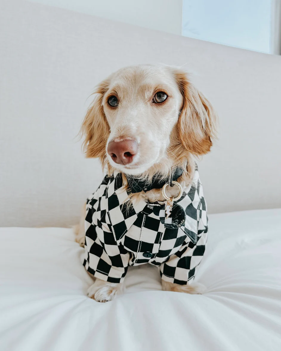 Ryder Black Check Dog Shirt - Image 12