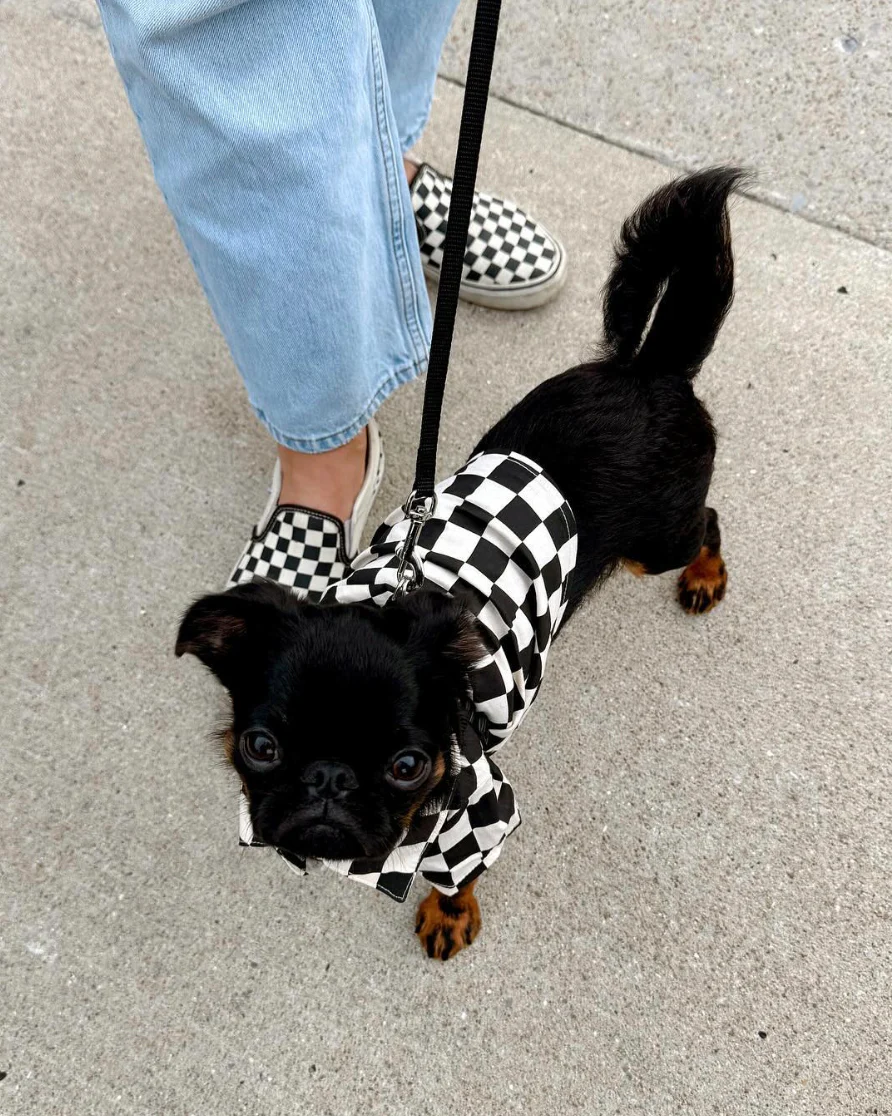 Ryder Black Check Dog Shirt - Image 13