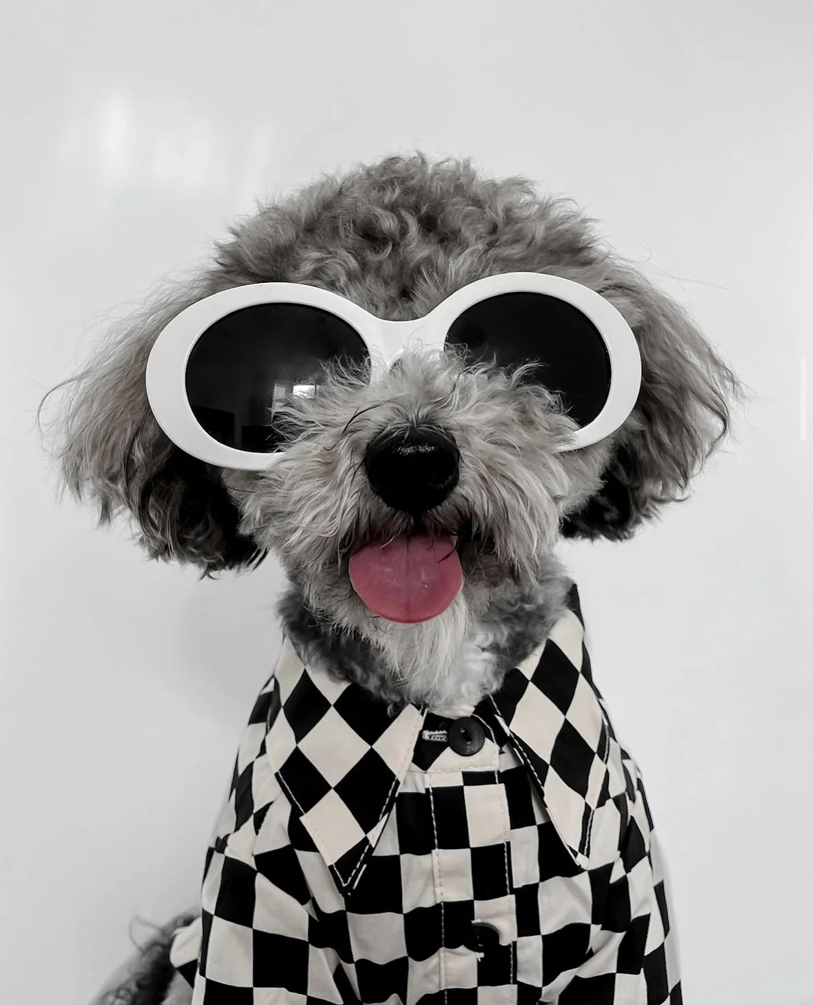Ryder Black Check Dog Shirt - Image 3