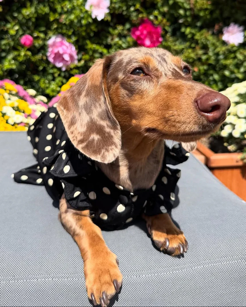 Gigi Black + Ivory Polka Dot Dress - Image 14