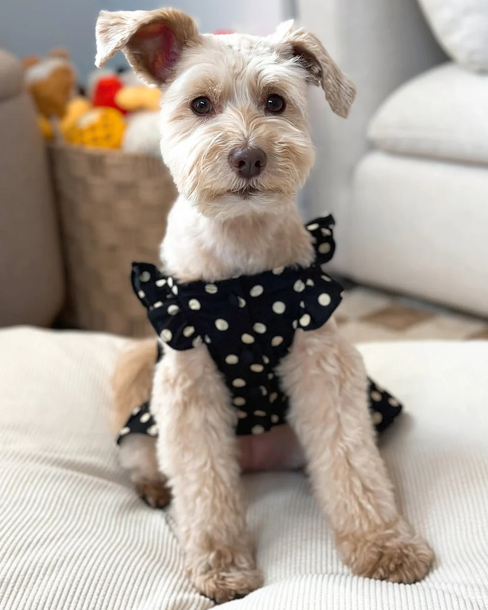 Gigi Black + Ivory Polka Dot Dress - Image 16