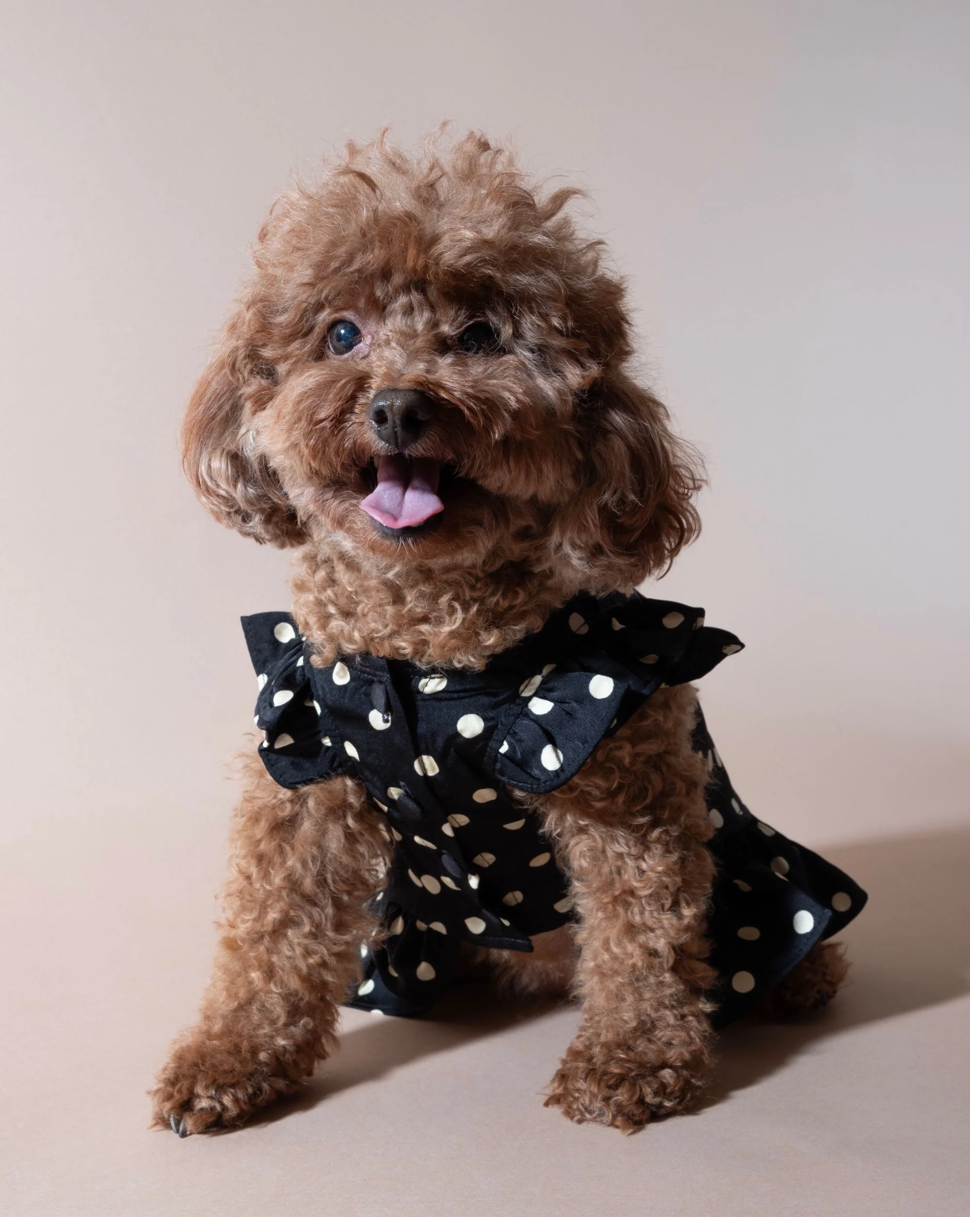 Gigi Black + Ivory Polka Dot Dress - Image 3