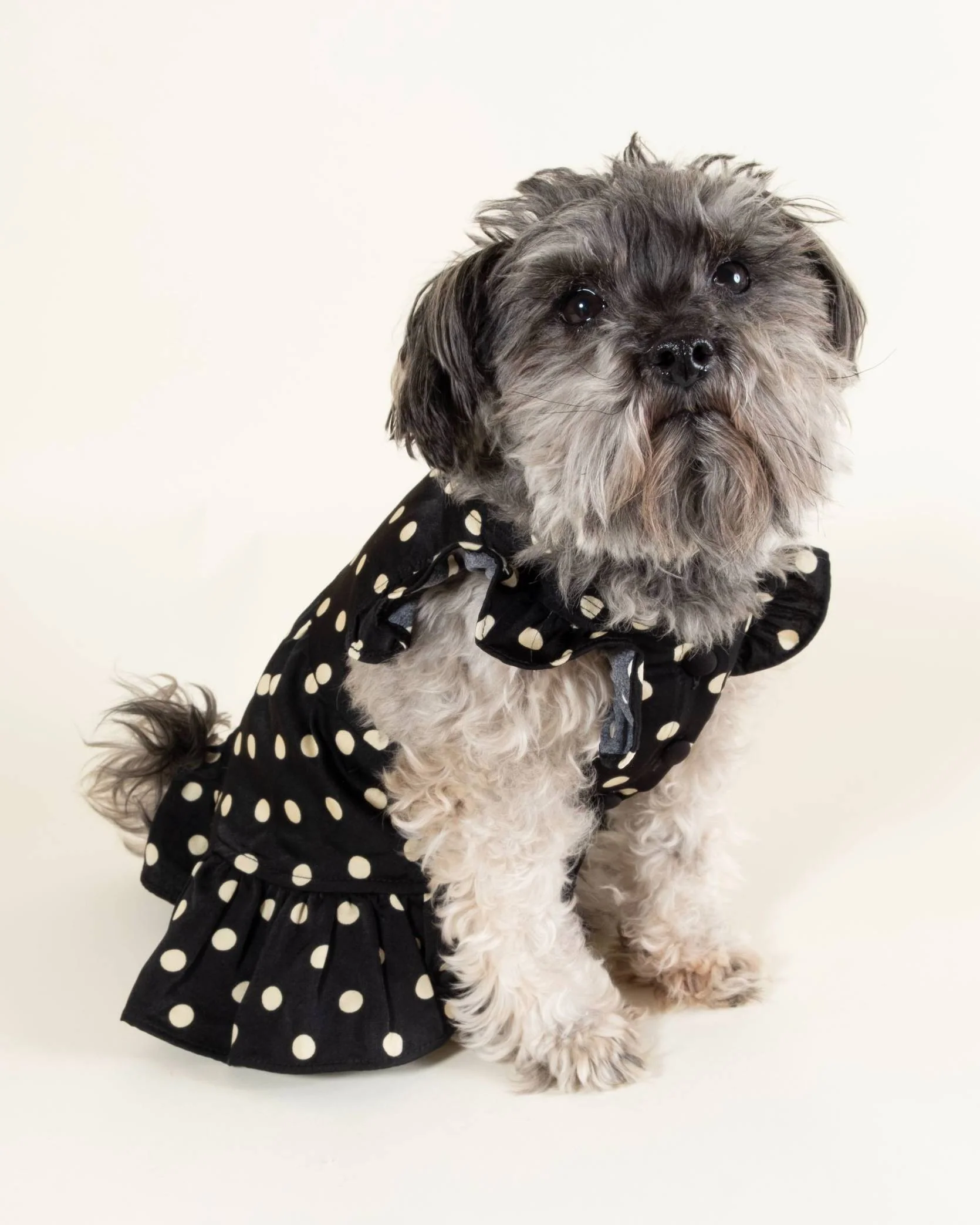 Gigi Black + Ivory Polka Dot Dress - Image 7