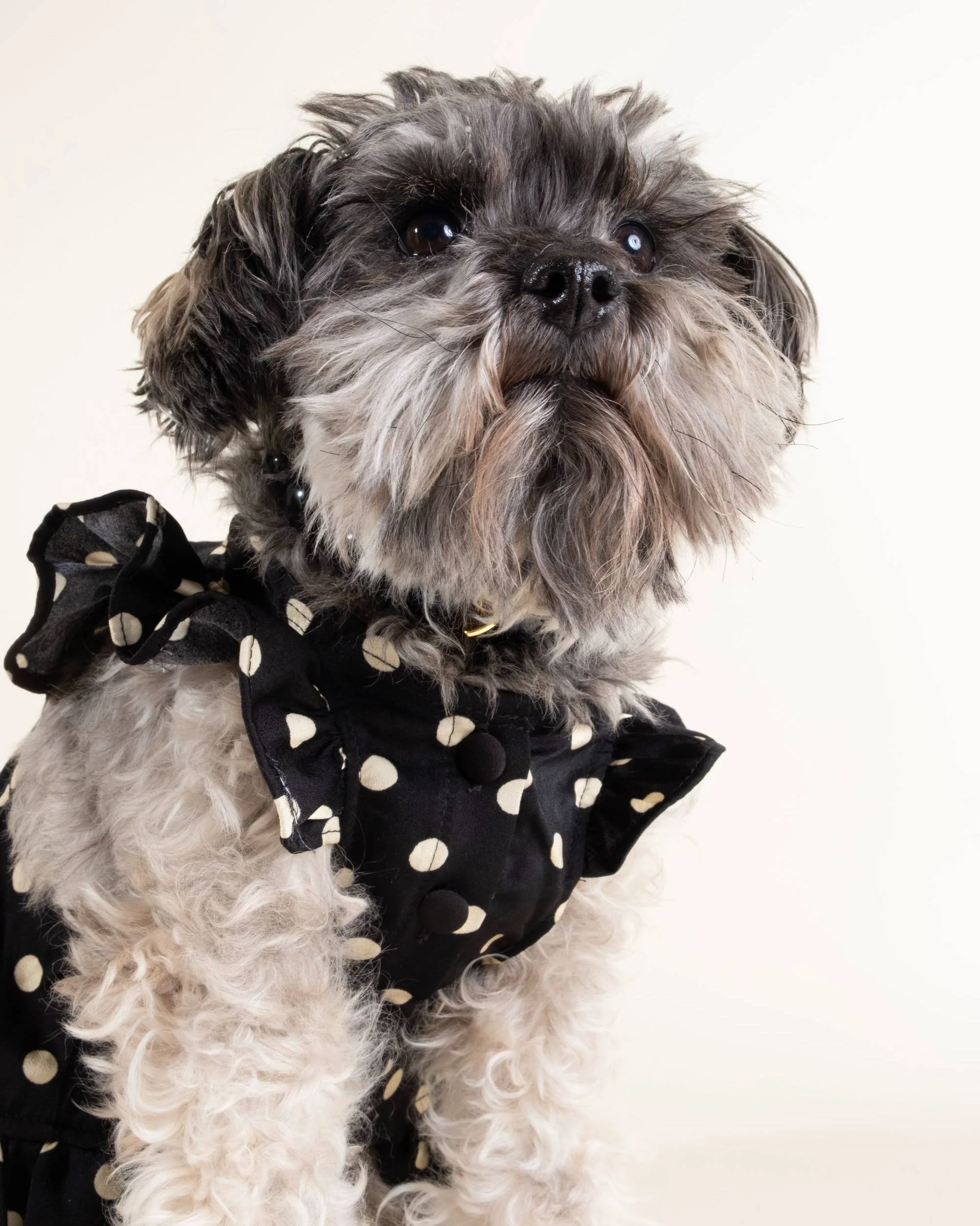 Gigi Black + Ivory Polka Dot Dress - Image 9