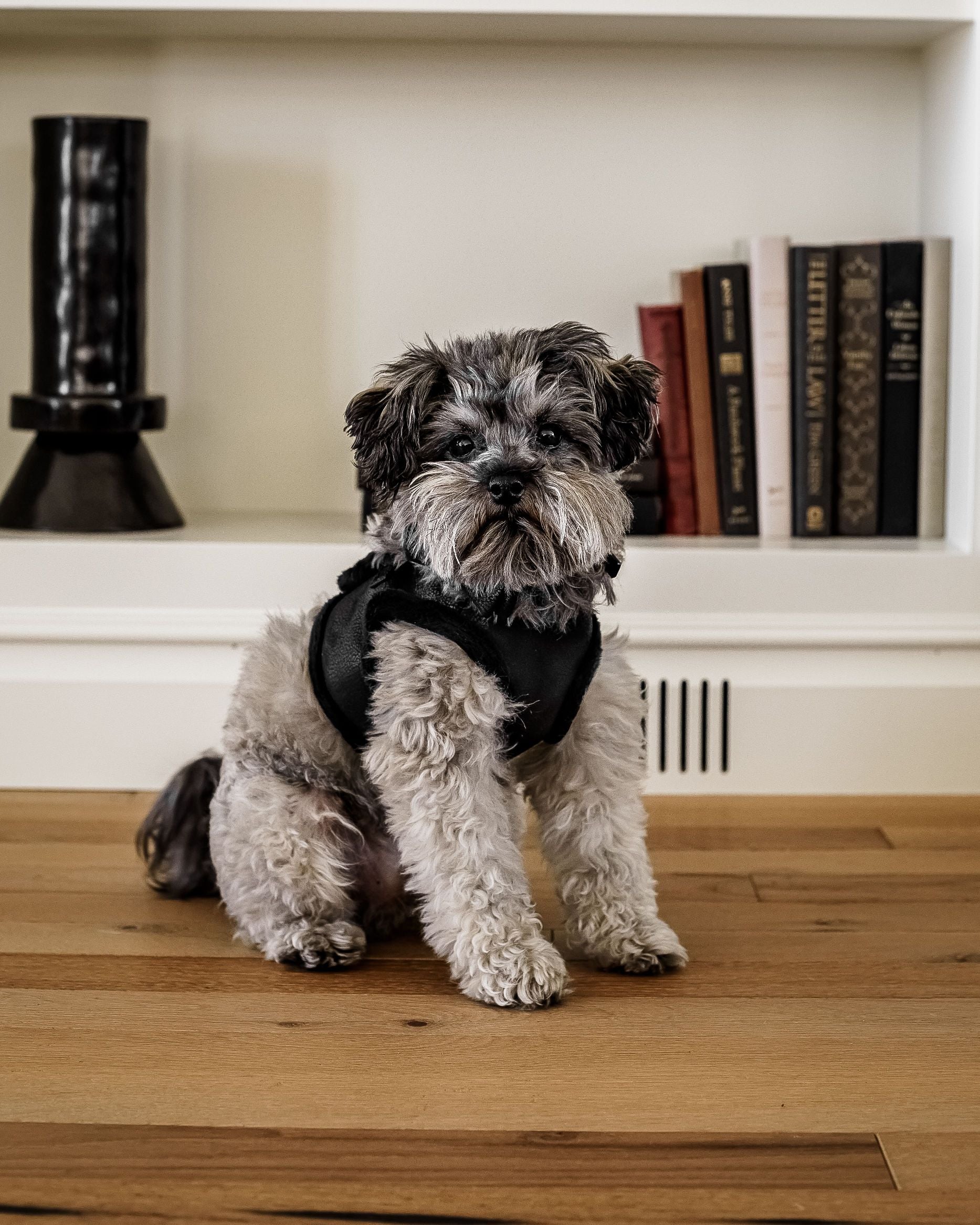 Hot to Trot Coated Fabric Harness - Image 5