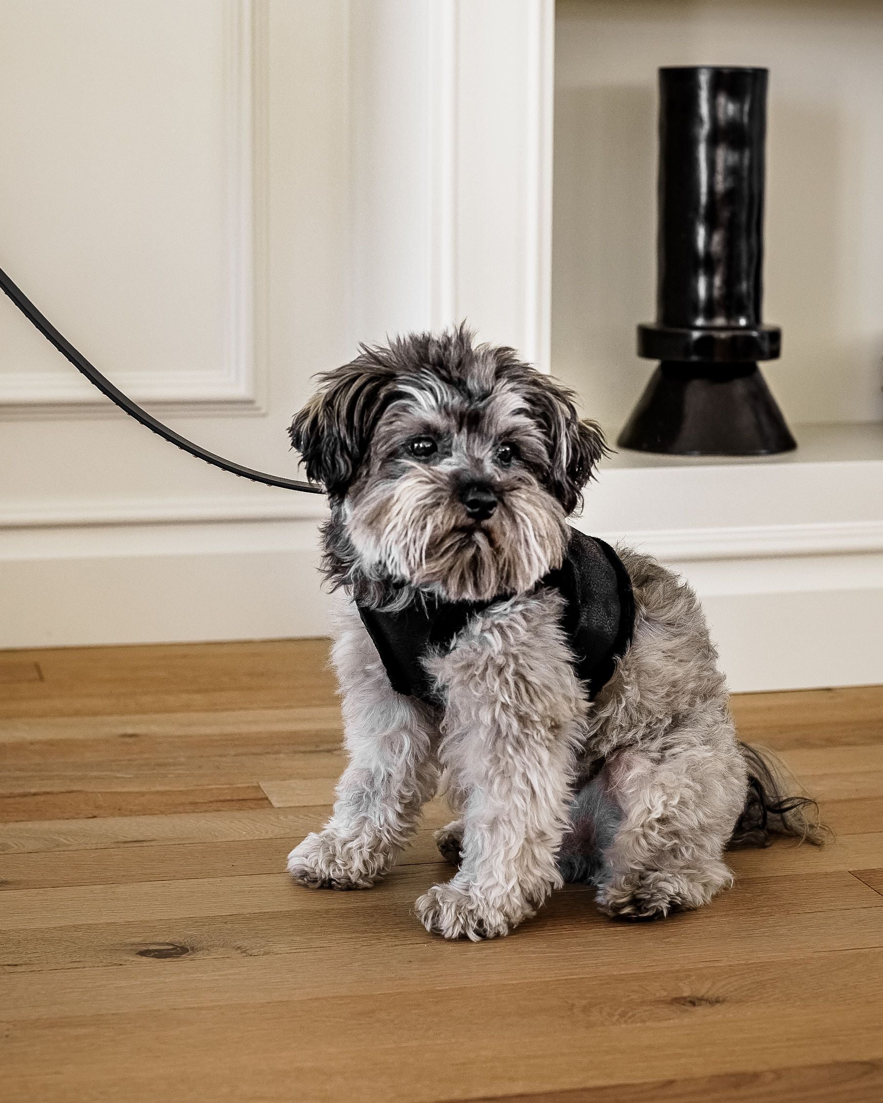 Hot to Trot Coated Fabric Harness - Image 7