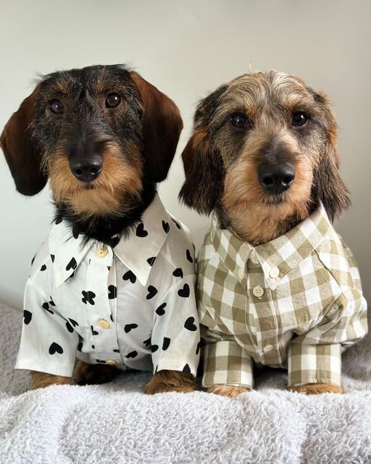 Puppy Love Heart Print Dog Shirt - Image 10
