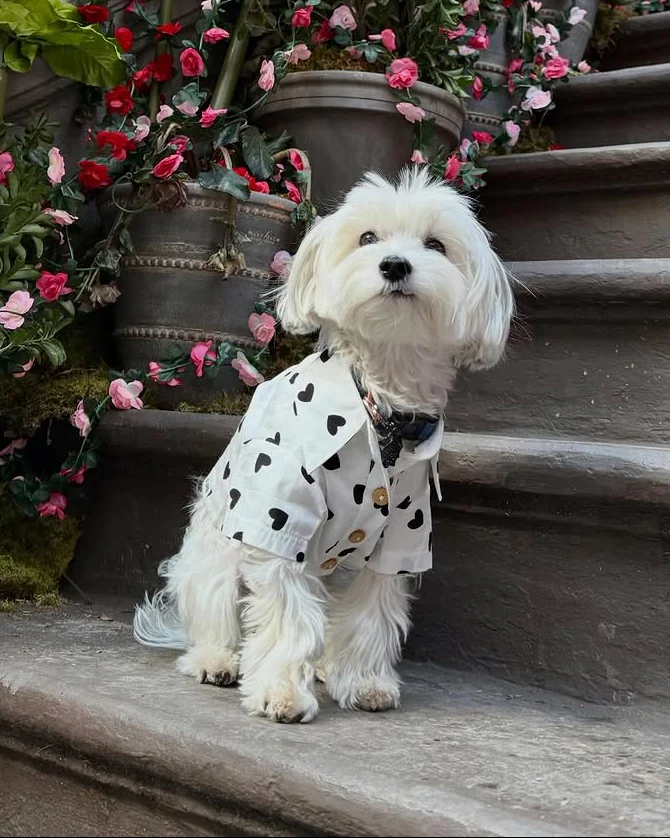 Puppy Love Heart Print Dog Shirt - Image 12