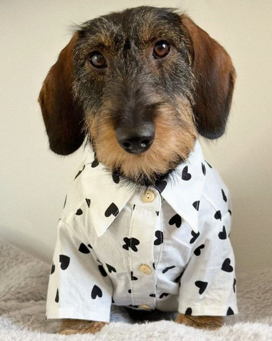 Puppy Love Heart Print Dog Shirt - Image 5