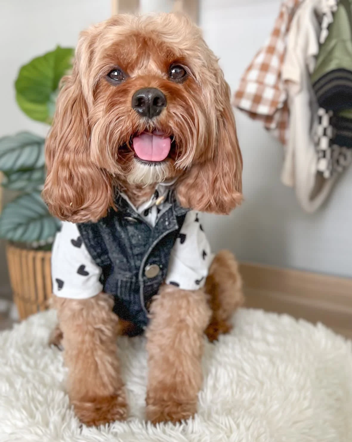 Puppy Love Heart Print Dog Shirt - Image 8