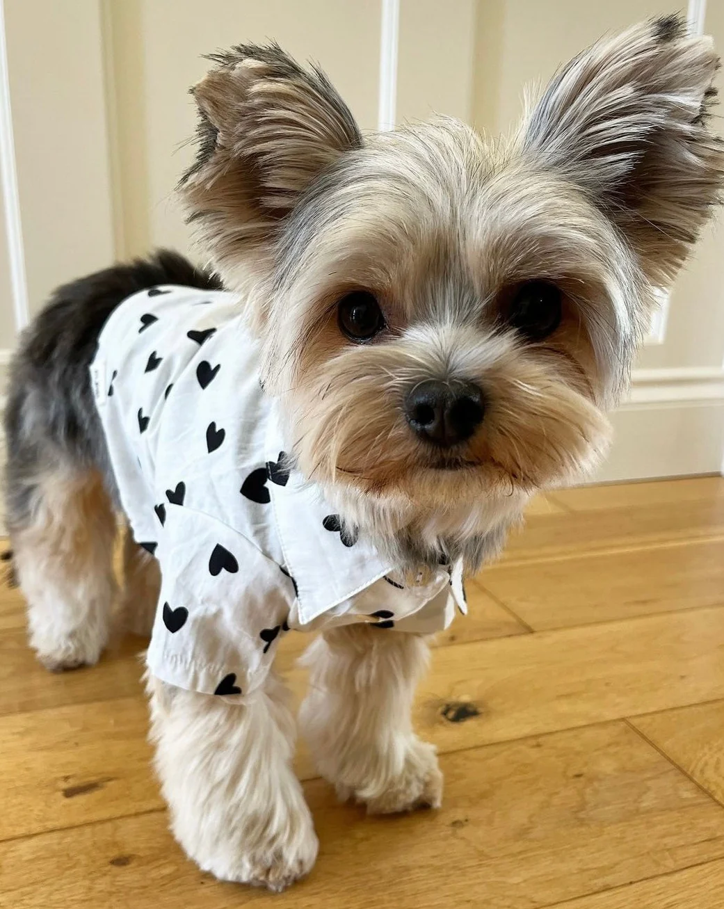 Puppy Love Heart Print Dog Shirt - Image 9
