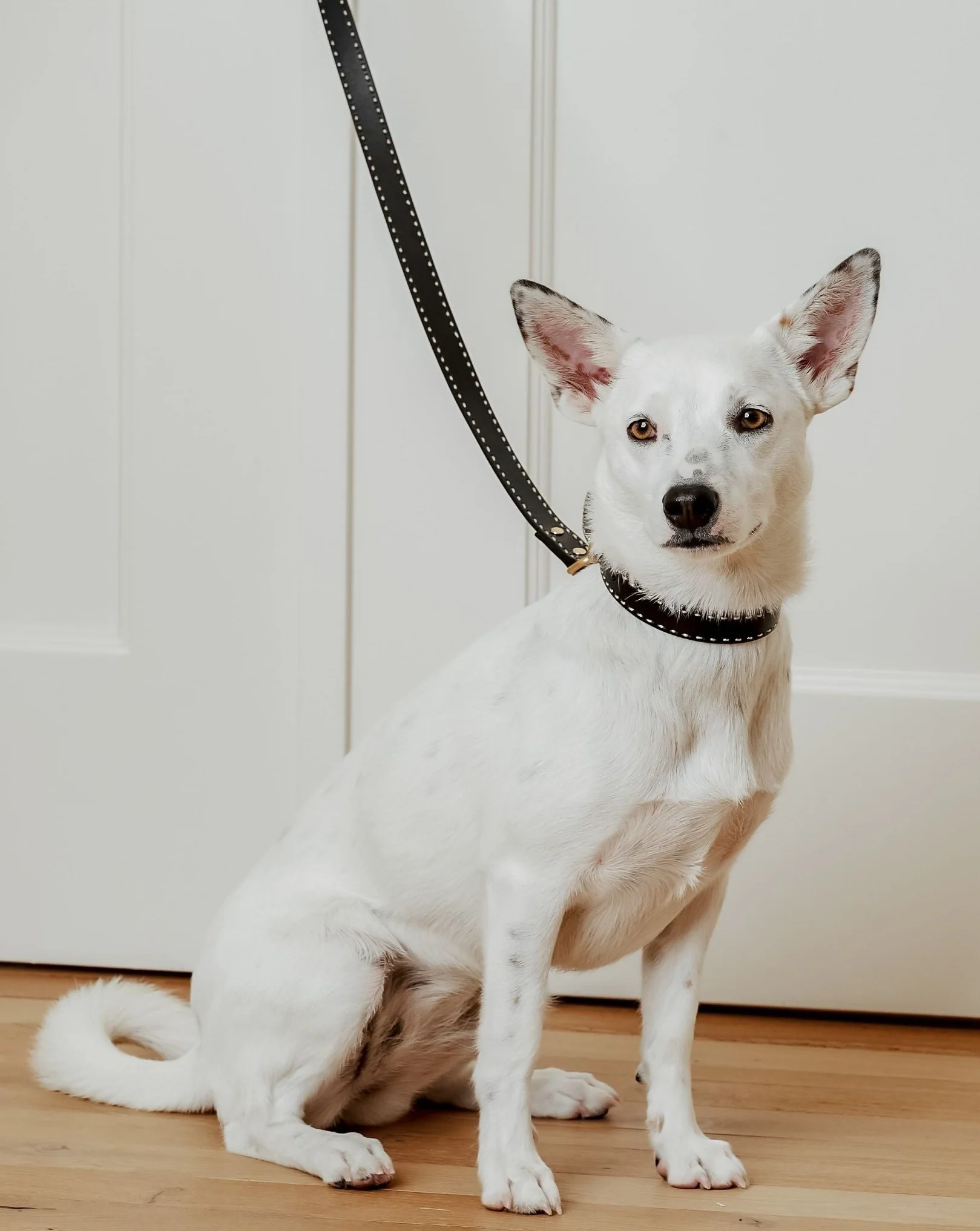 Take the Lead Black Leather Dog Leash - Image 6