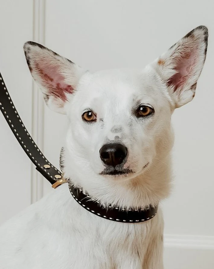 Take the Lead Black Leather Dog Collar - Image 4