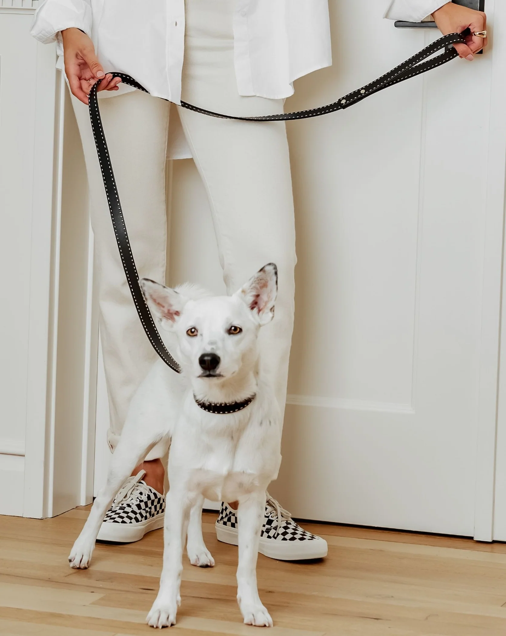 Take the Lead Black Leather Dog Collar - Image 7