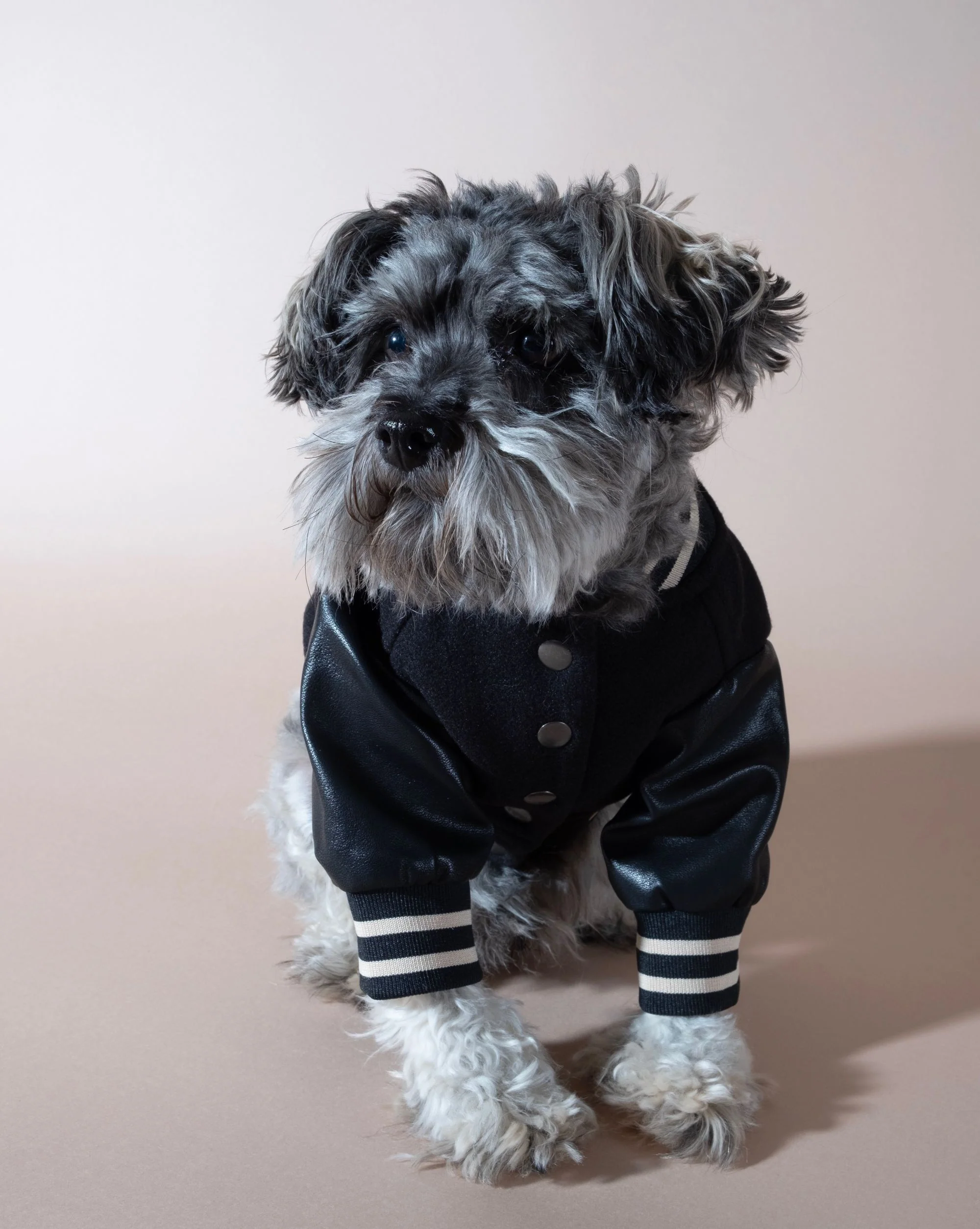 Leader of the Pack Black Letterman Jacket - Image 4