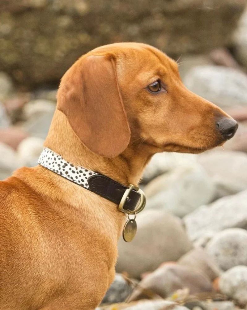 Wylde Black Spotted Pony Fur Dog Collar - Image 4
