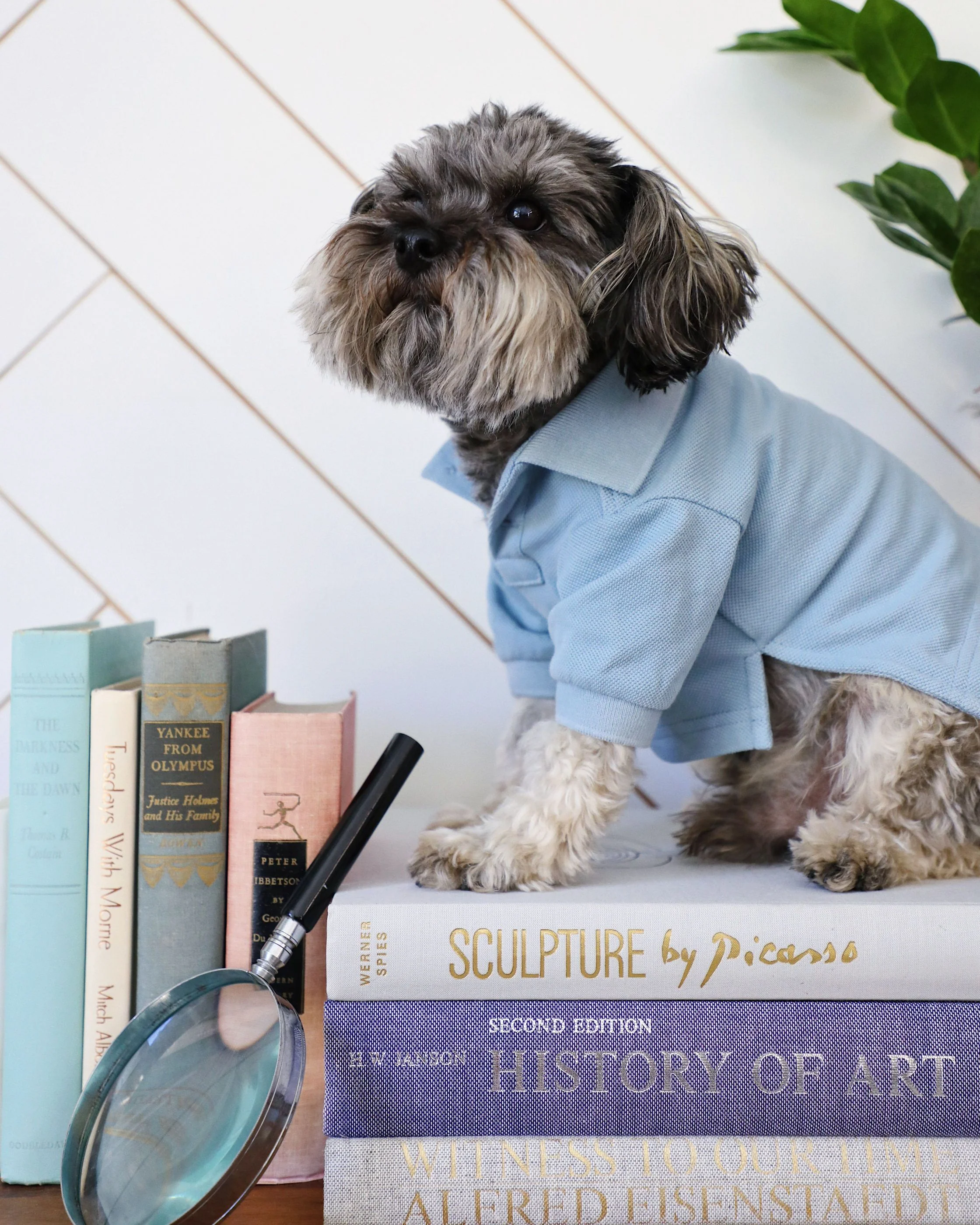 Teacher's Pet Baby Blue Dog Polo - Image 6