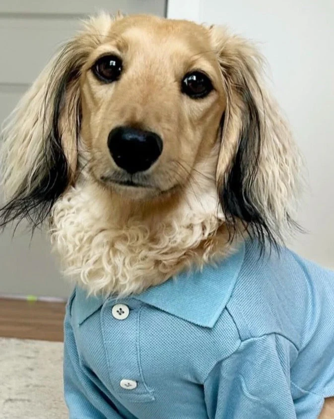 Teacher's Pet Baby Blue Dog Polo - Image 7