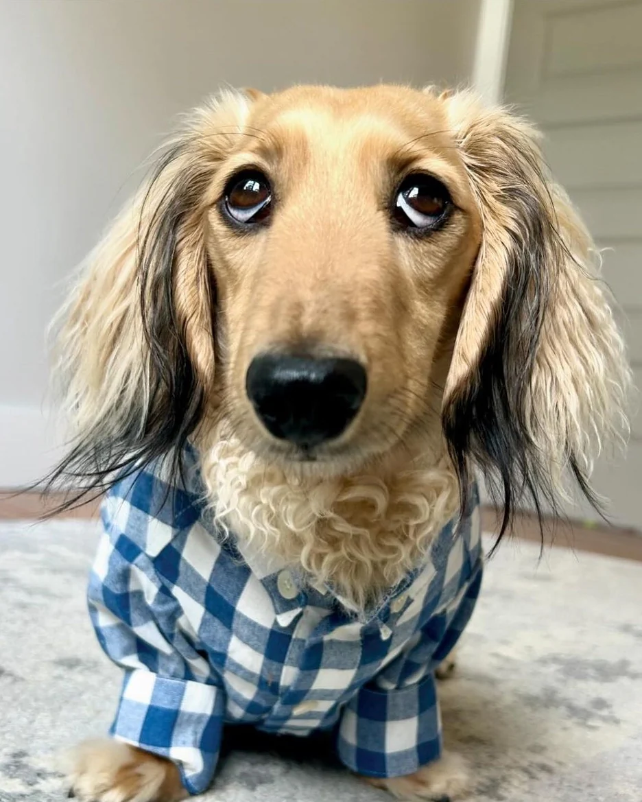 Sylvan French Blue Gingham Dog Shirt - Image 3