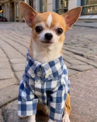 Sylvan French Blue Gingham Dog Shirt - Image 4