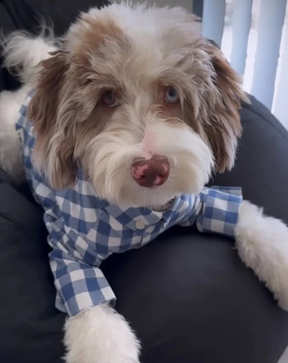 Sylvan French Blue Gingham Dog Shirt - Image 8