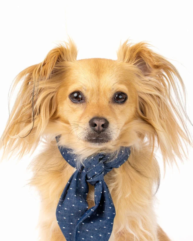 Spot the Cutie Blue Dog Necktie - Image 2