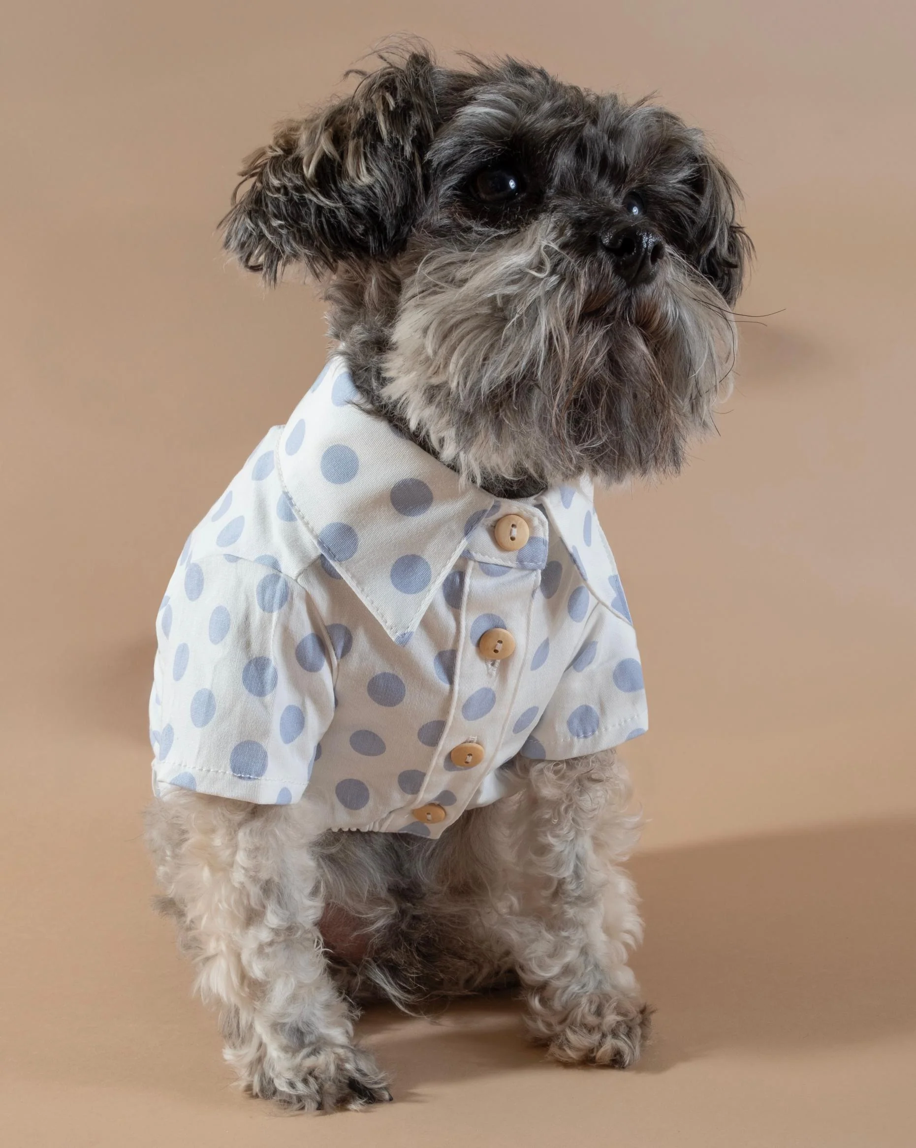 Cleo Baby Blue Polka Dot Dog Shirt - Image 3