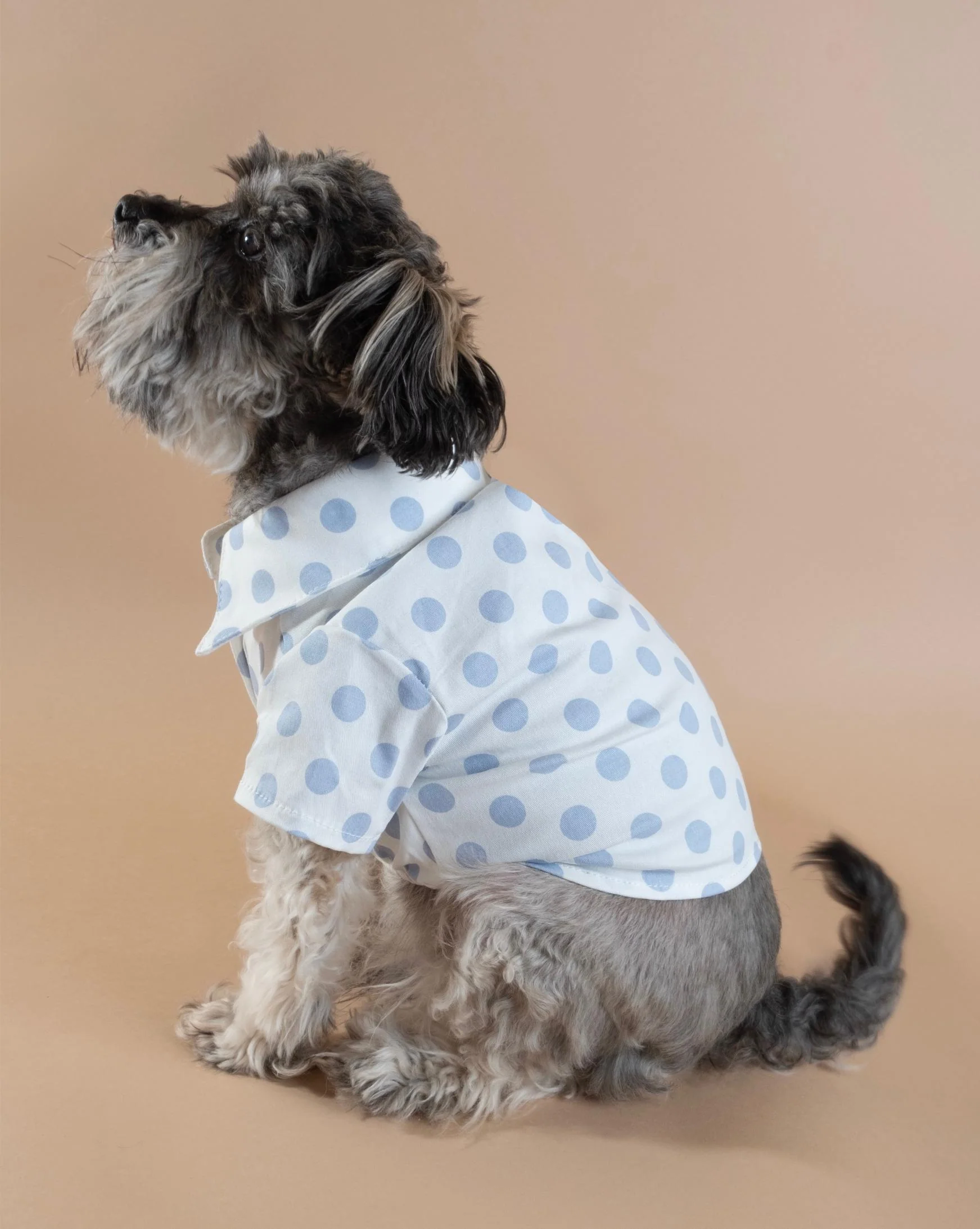 Cleo Baby Blue Polka Dot Dog Shirt - Image 5