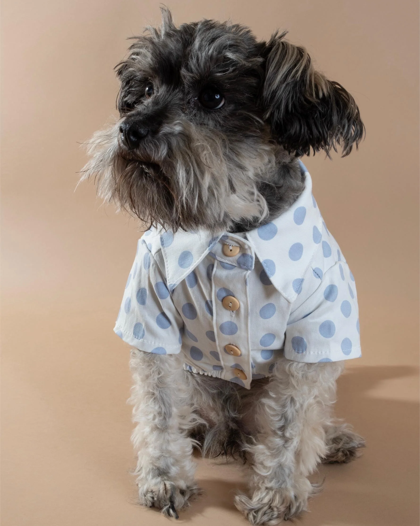 Cleo Baby Blue Polka Dot Dog Shirt - Image 9