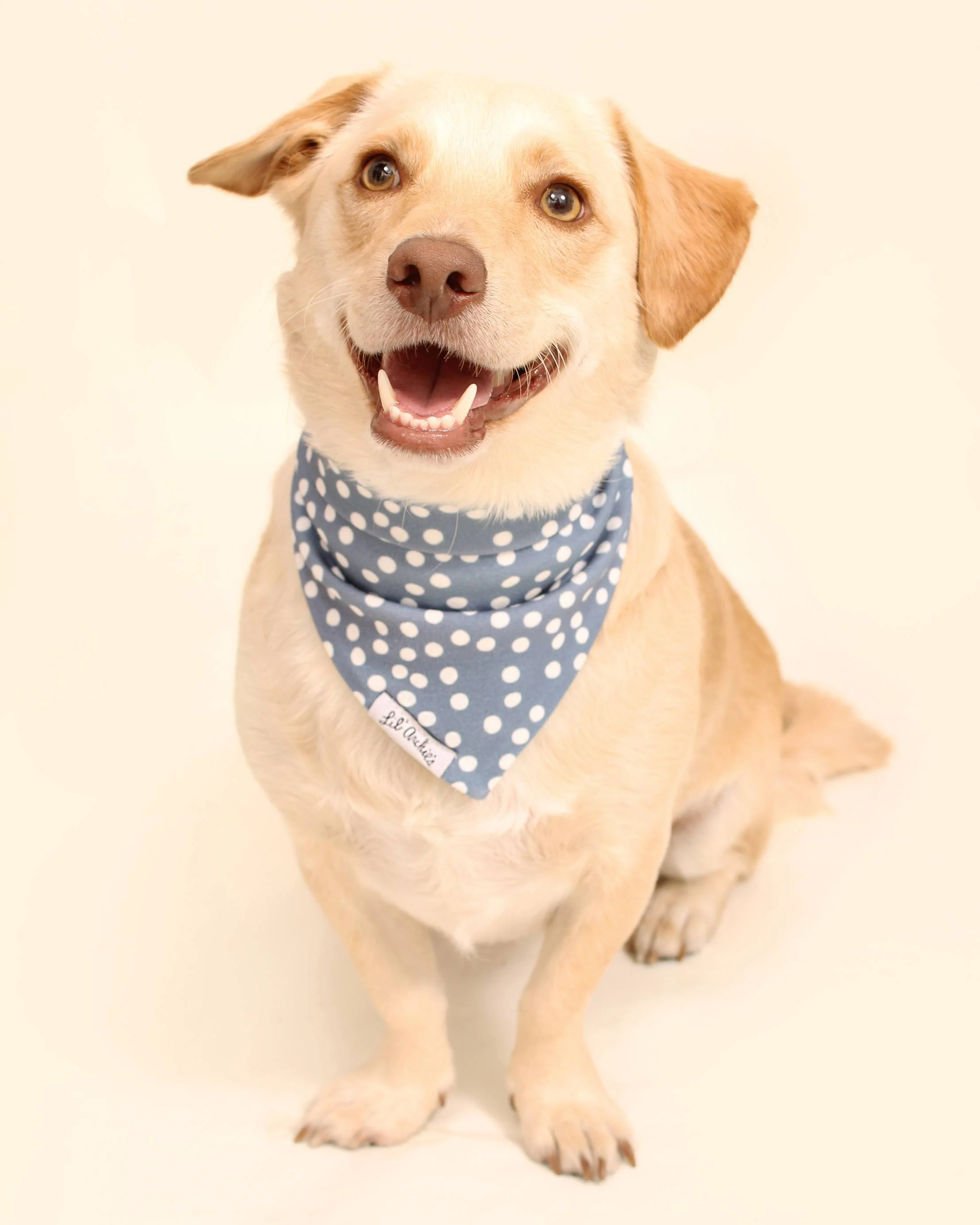 Spotted Pup Blue Organic Cotton Bandana - Image 2