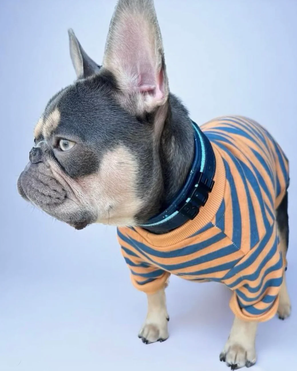 Camden Blue + Goldenrod Striped Dog Sweatshirt - Image 6