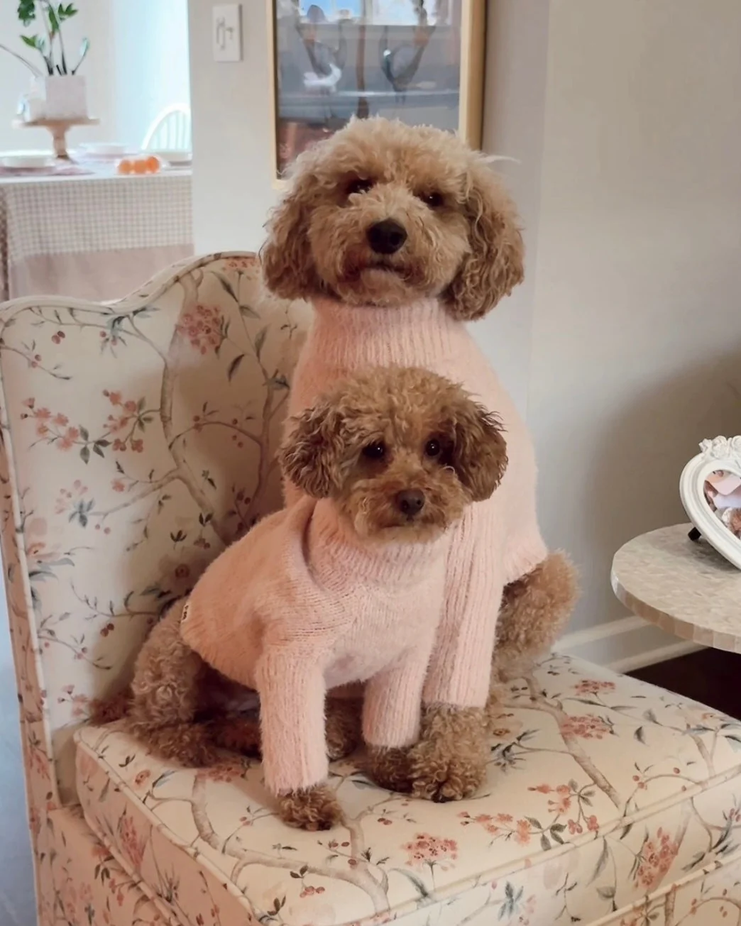 Bobbi Blush Eyelash Knit Dog Sweater - Image 11