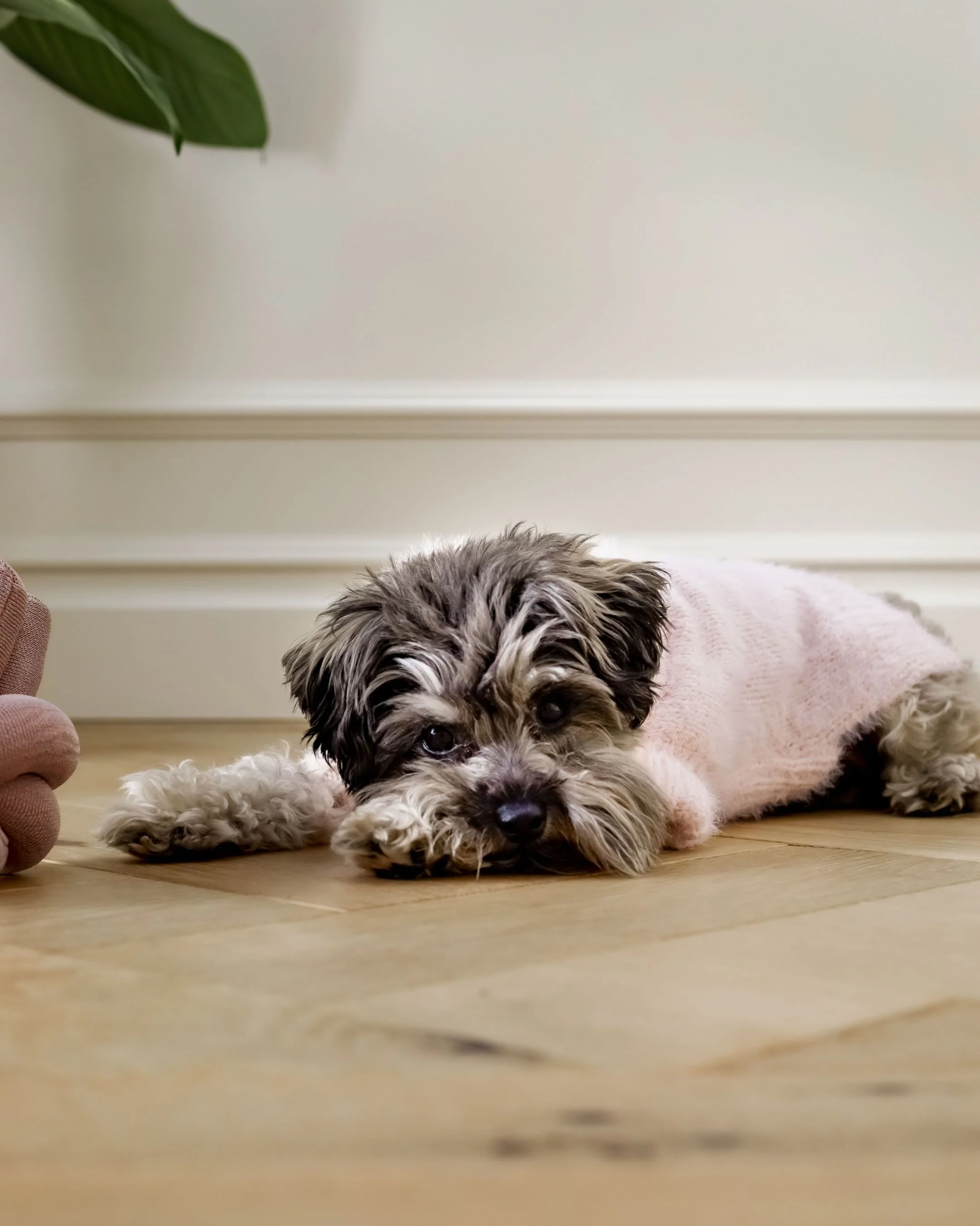 Bobbi Blush Eyelash Knit Dog Sweater - Image 5