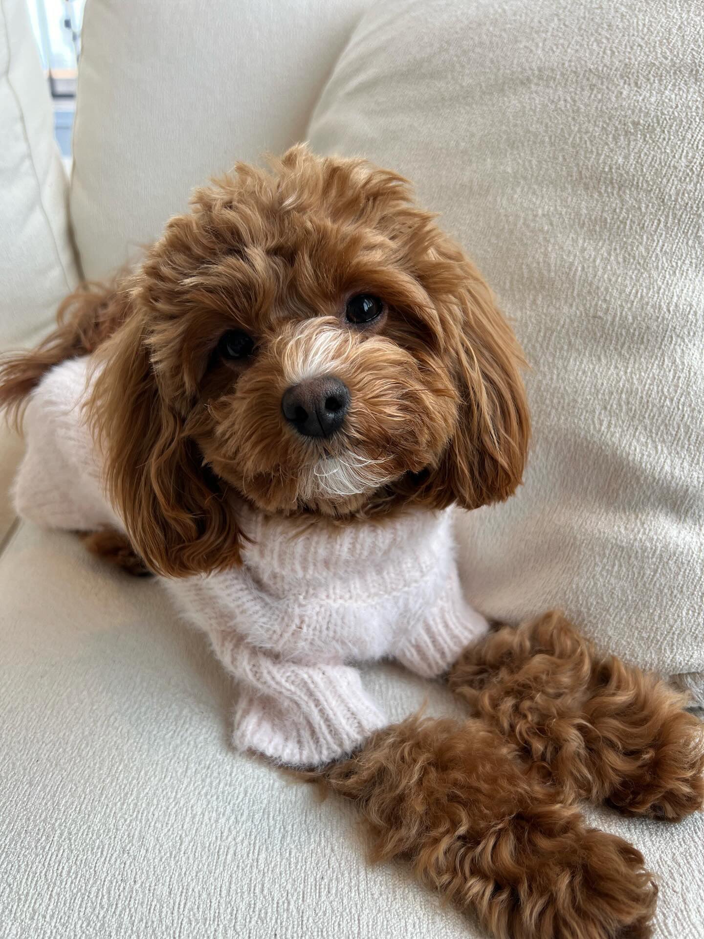 Bobbi Blush Eyelash Knit Dog Sweater - Image 7