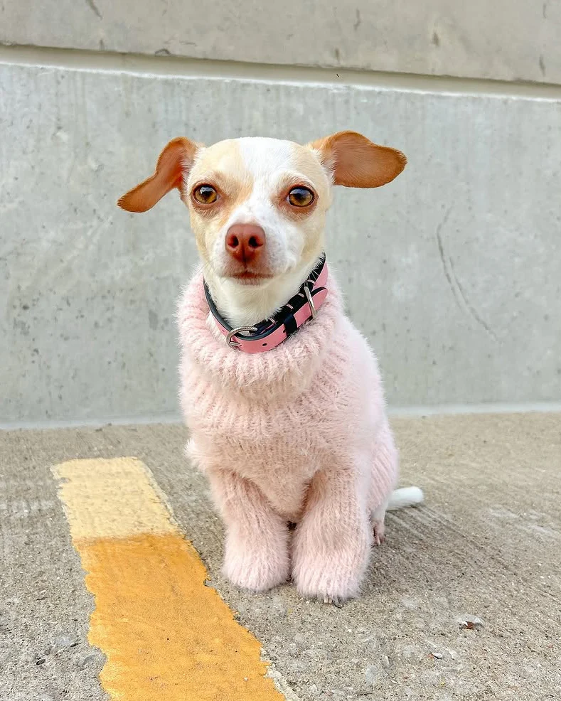 Bobbi Blush Eyelash Knit Dog Sweater - Image 9