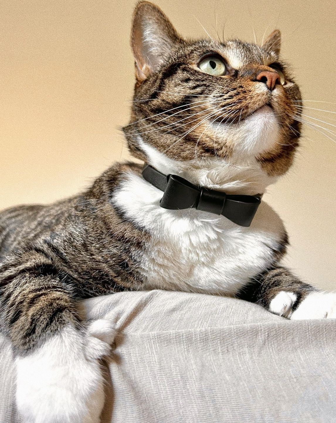 Guestlist Black Bow Tie Dog Collar - Image 5