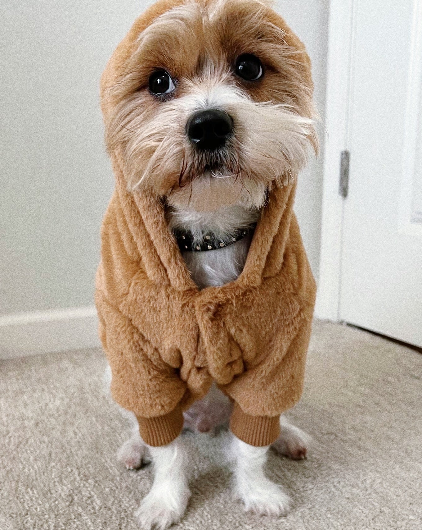 Juneau Brown Reversible Dog Jacket - Image 4