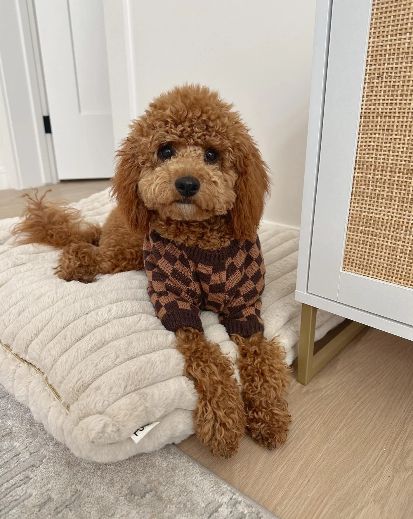 Arlo Brown Check Dog Sweater - Image 12