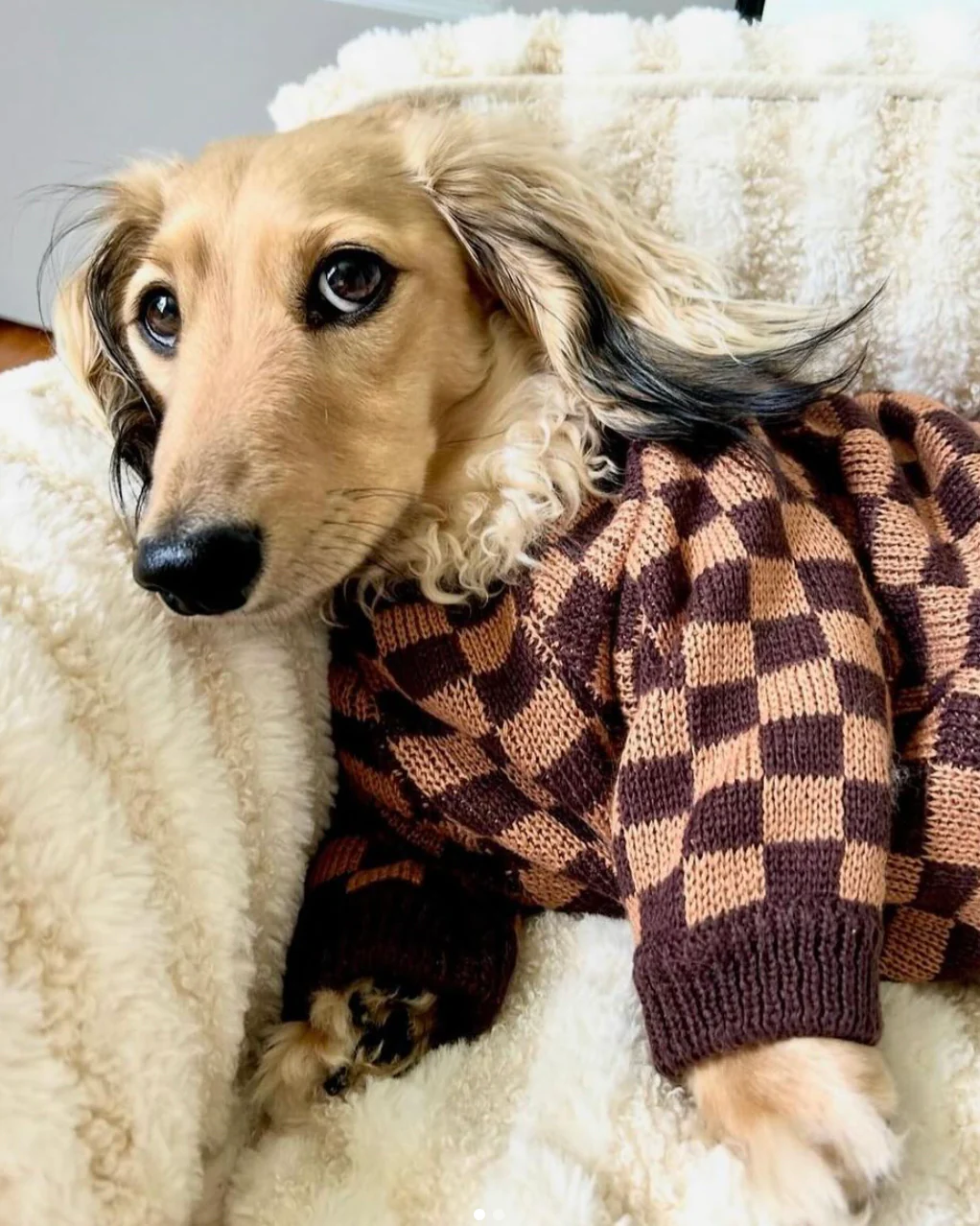Arlo Brown Check Dog Sweater - Image 15